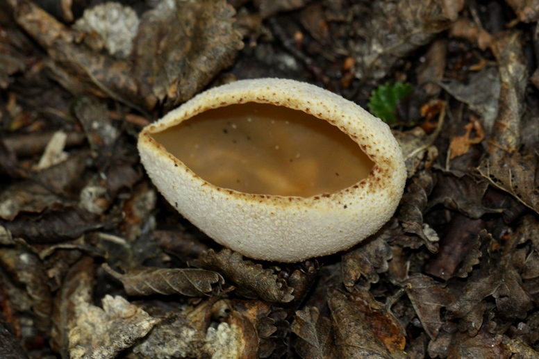 ushuaia fungus
